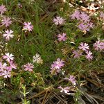 Phlox speciosa Natur