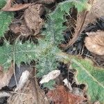Carduus litigiosus Leaf
