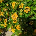 Lantana depressa Flor