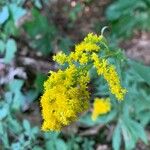 Solidago junceaFlor