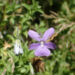 Viola cornuta Cvet