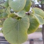 Cercis occidentalis Hostoa