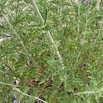 Salvia abrotanoides Blatt