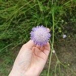 Knautia integrifolia Flower