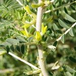 Astragalus trigonus