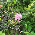 Rhododendron hirsutum Cvet