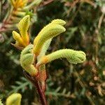 Anigozanthos spp. Habit