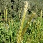 Hordeum bulbosum Ffrwyth