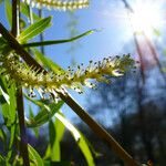 Salix × pendulina 花