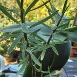 Euphorbia balsamifera 整株植物