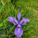 Iris douglasiana Cvet
