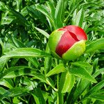 Paeonia peregrina Blad