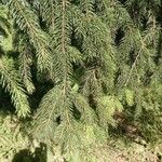 Picea abiesFuelha