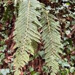 Polystichum polyblepharum Hoja