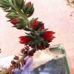 Echeveria pulvinata Flower