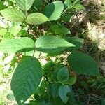 Rubus nigricans Fuelha