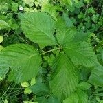 Rubus bertramii Blad