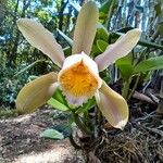 Cattleya forbesii പുഷ്പം