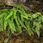 Asplenium trichomanes-ramosum অভ্যাস