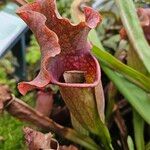 Sarracenia purpurea 葉