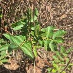 Sclerocarya birrea Лист