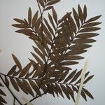 Xylopia parviflora Máis