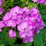 Phlox glaberrima ফুল