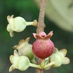 Bellucia grossularioides Flower