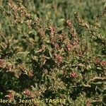 Atriplex tornabenei Συνήθη χαρακτηριστικά