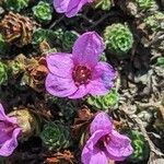 Saxifraga oppositifolia Kwiat