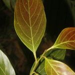 Nectandra membranacea Feuille