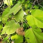 Corynabutilon vitifolium Φρούτο