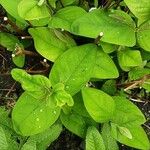 Gaultheria shallon Leaf
