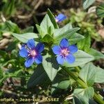 Lysimachia foemina Fula