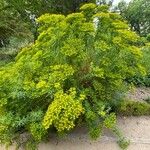 Euphorbia esula Habitus