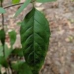 Pycnanthemum incanum Leaf