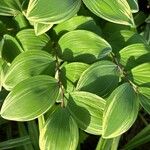 Polygonatum biflorum Φύλλο