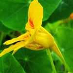 Tropaeolum majus Fleur