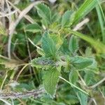 Chascanum hildebrandtii Leaf