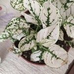 Hypoestes phyllostachyaبرگ