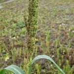 Echinochloa crus-galliFlors