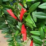 Aeschynanthus radicans 葉