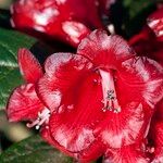 Rhododendron beanianum Blüte