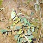 Phyllanthus urinaria Fruit