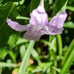 Ruellia geminiflora Λουλούδι