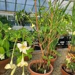 Euclinia longiflora Habit