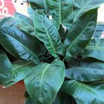 Philodendron erubescensList