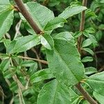 Rhamnus staddo Leaf