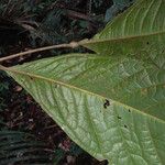 Talisia sylvatica Hoja
