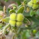 Cynoglossum creticum Fruit